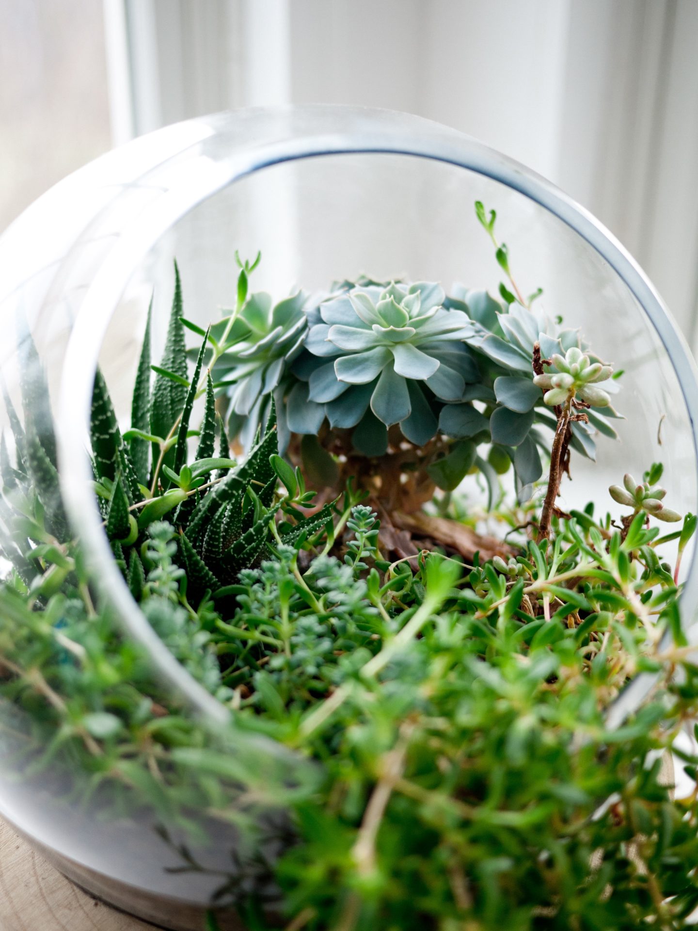 air plant containers - glass globe