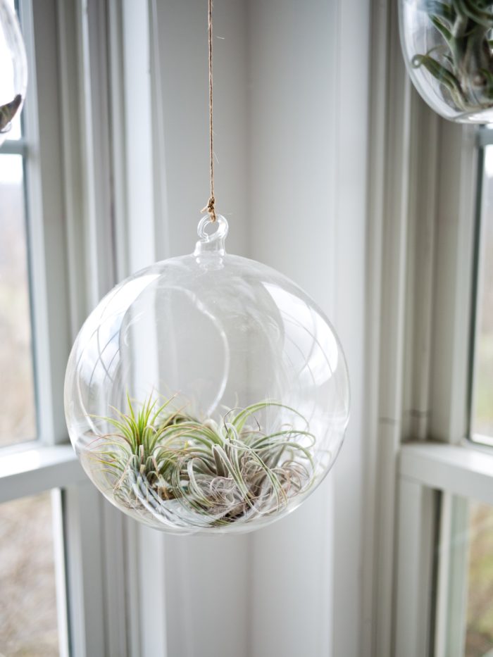 multiply air plants hanging in glass sphere