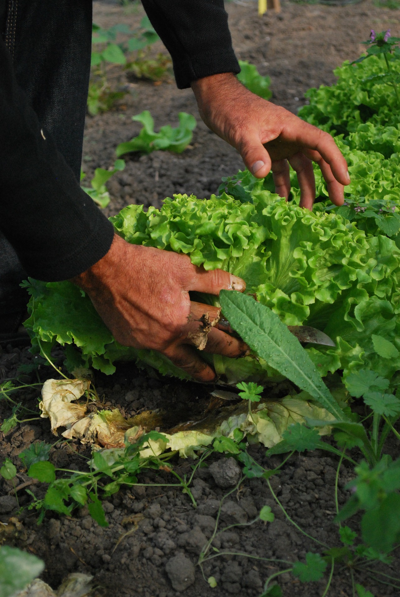no-waste food movement - person gardening