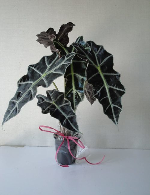 black shield plant alocasia polly tropical plant
