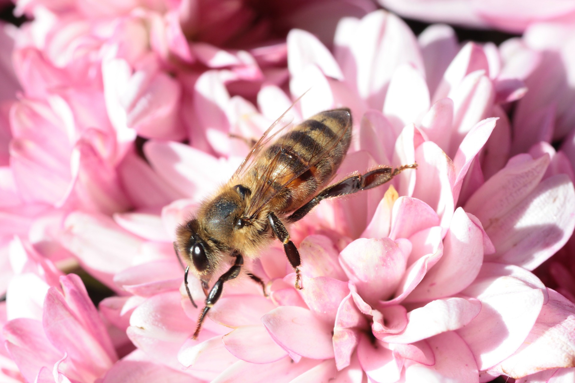 bee- pollinator plants