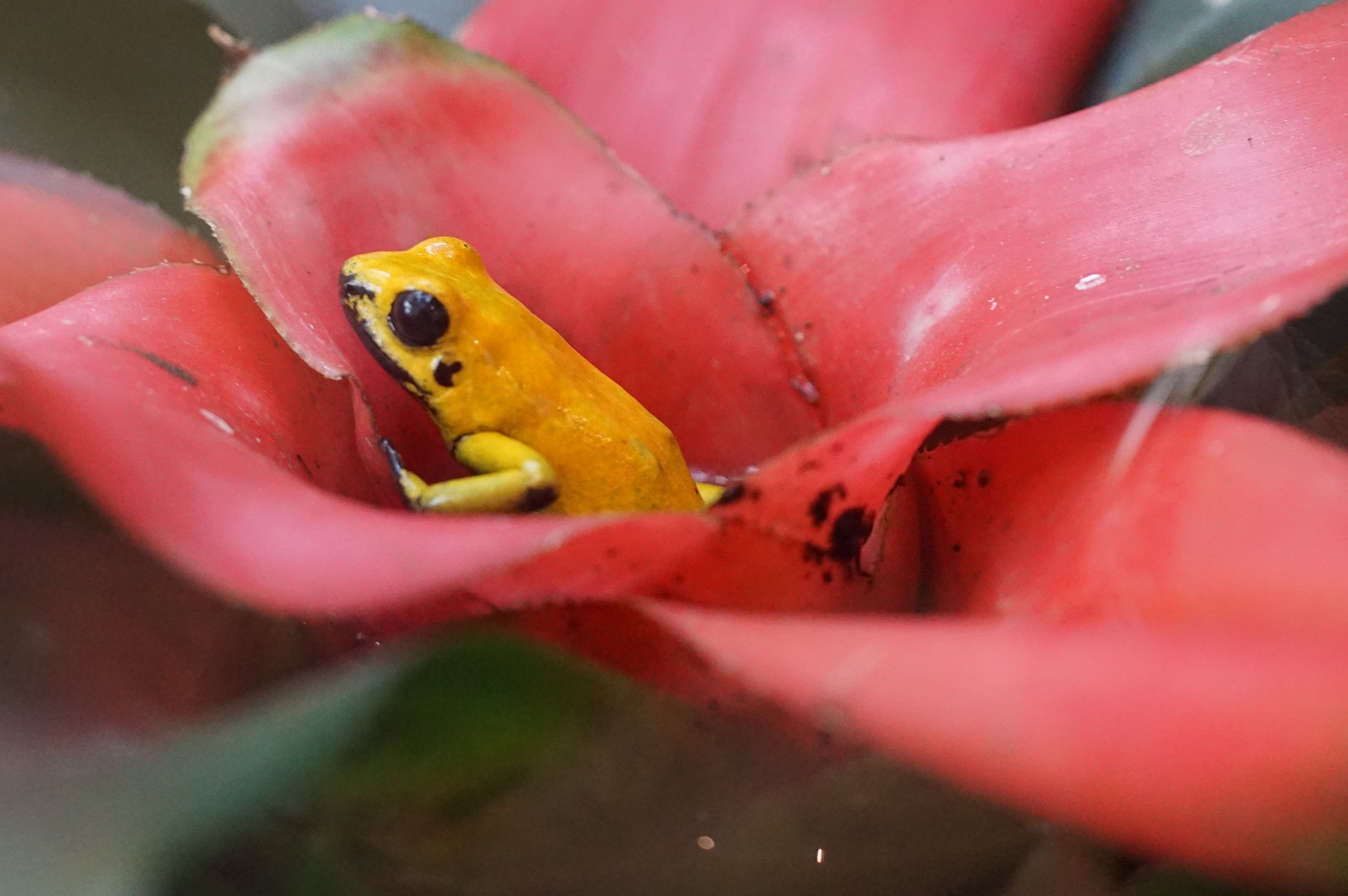 frog in tropical plants