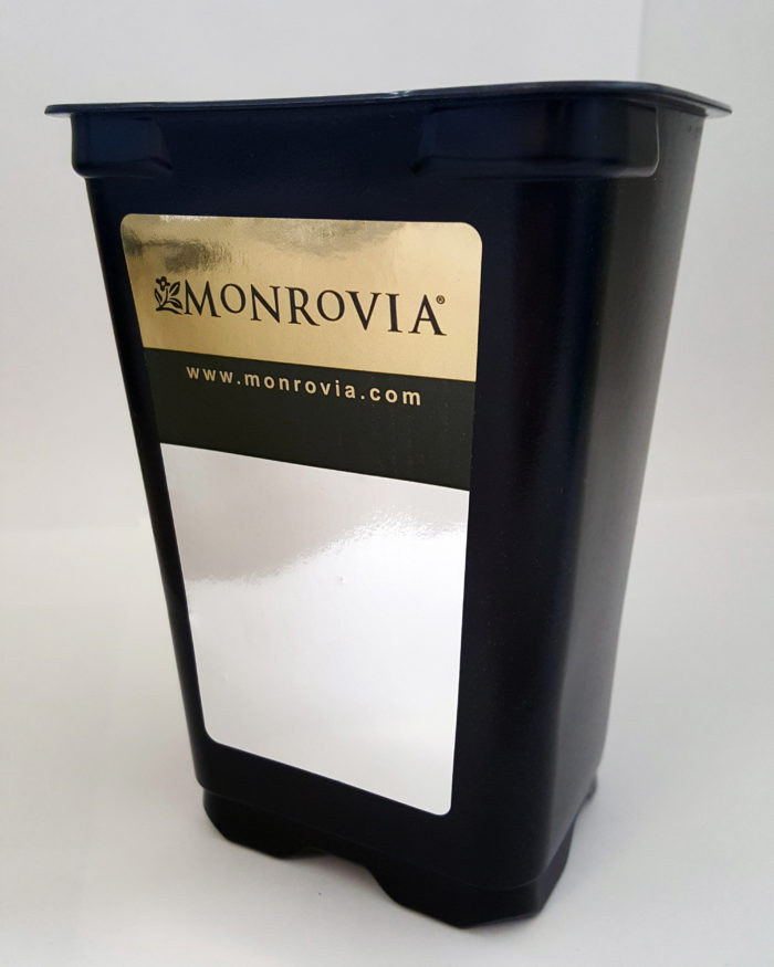 Monrovia Label With Metallic Stock Telling a Story of Luxury