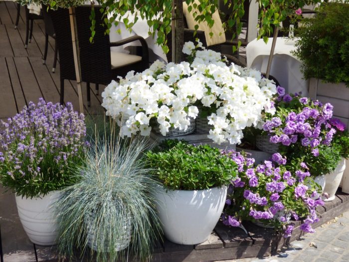 Lavender and flowers showcasing edibles extending sales season can look for horticulture growers and retailers.