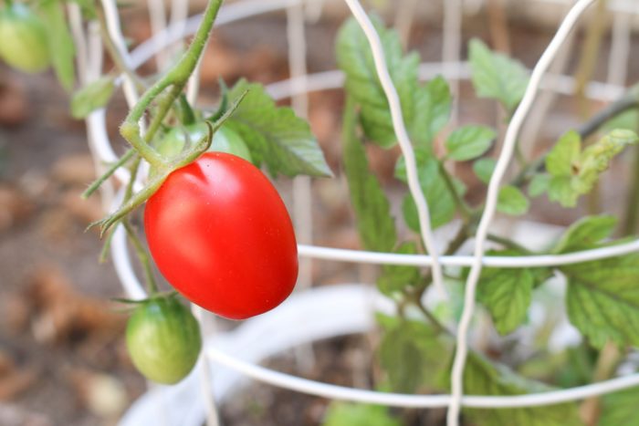 tomato in a pot has advantages for indoor growers