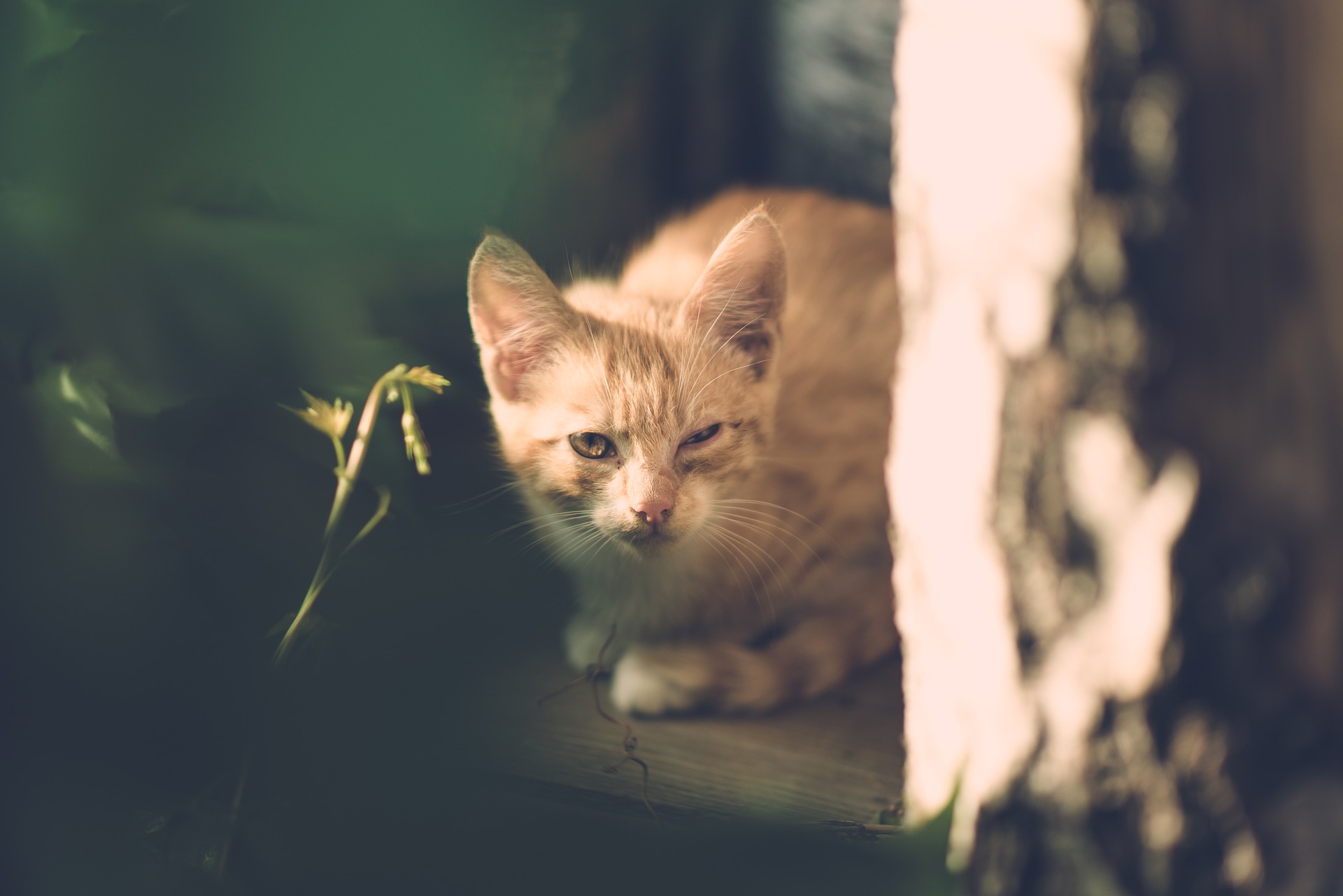 Indoor pet gardens - cat sitting by plant