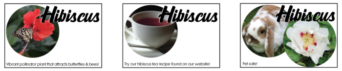 hibiscus label desgn variations