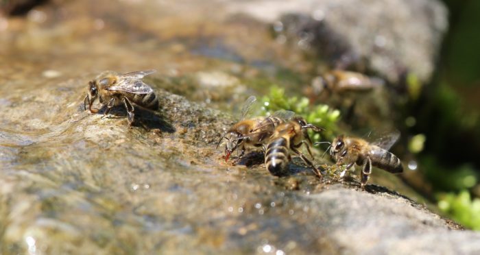 bees drinking from water - pet gardens outdoors