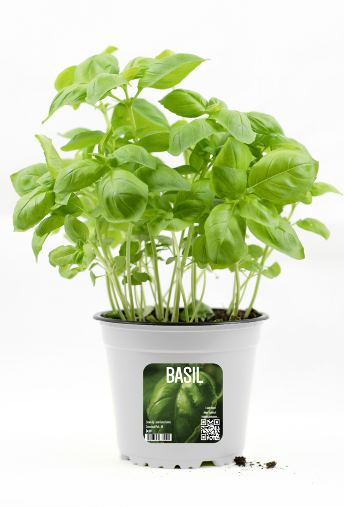 basil r&d sample label using a qr code to highlight labeling technology