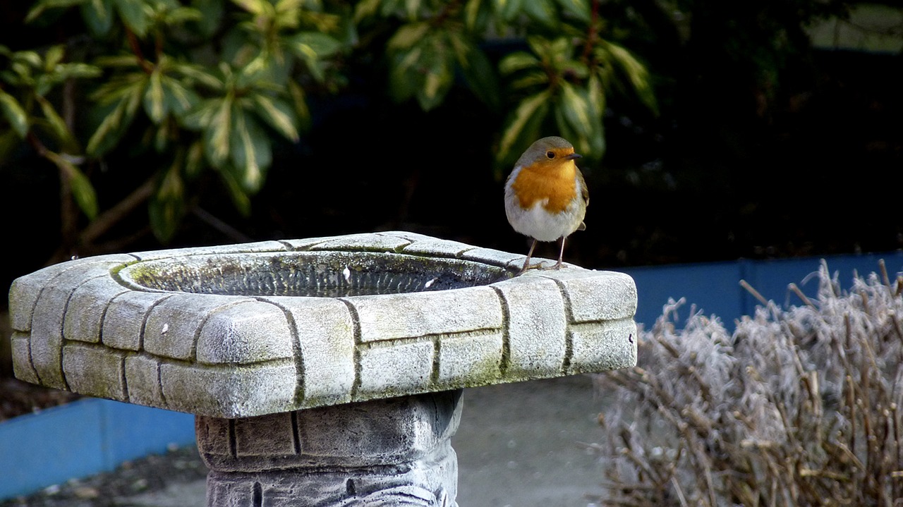 bird standing on a garden bird bath