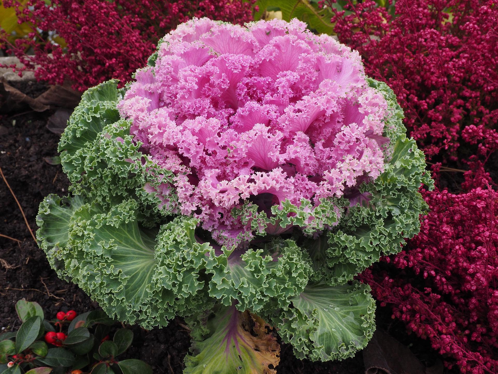 Ornamental millennial pink cabbage