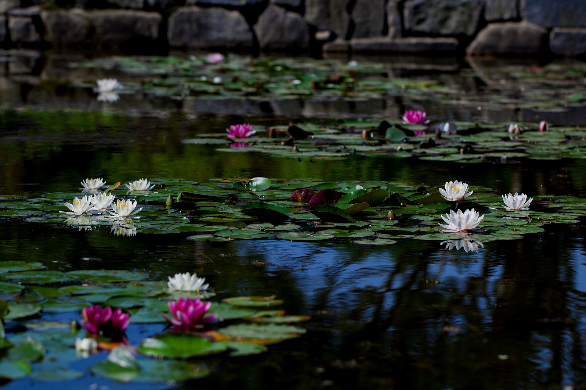 lily pond or natural pool