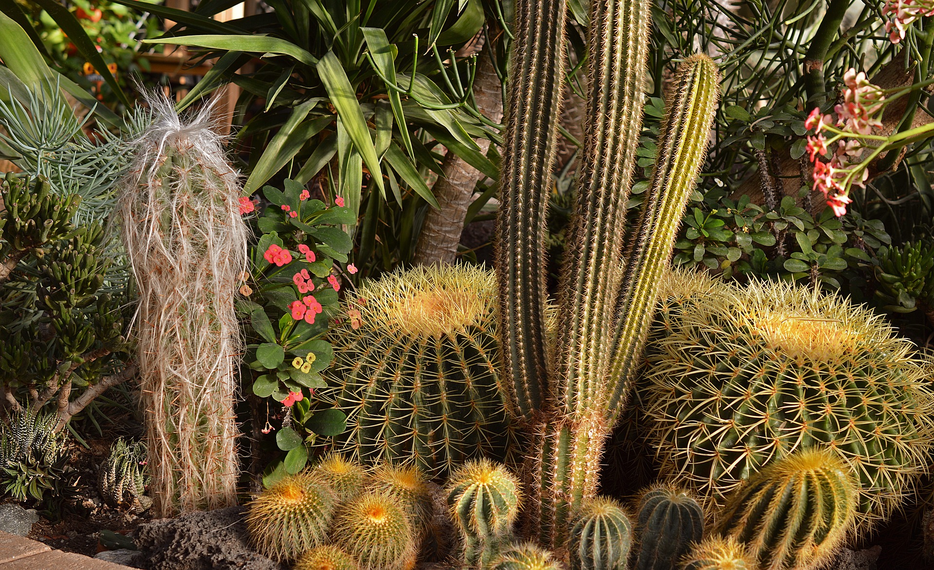 cactus desert garden