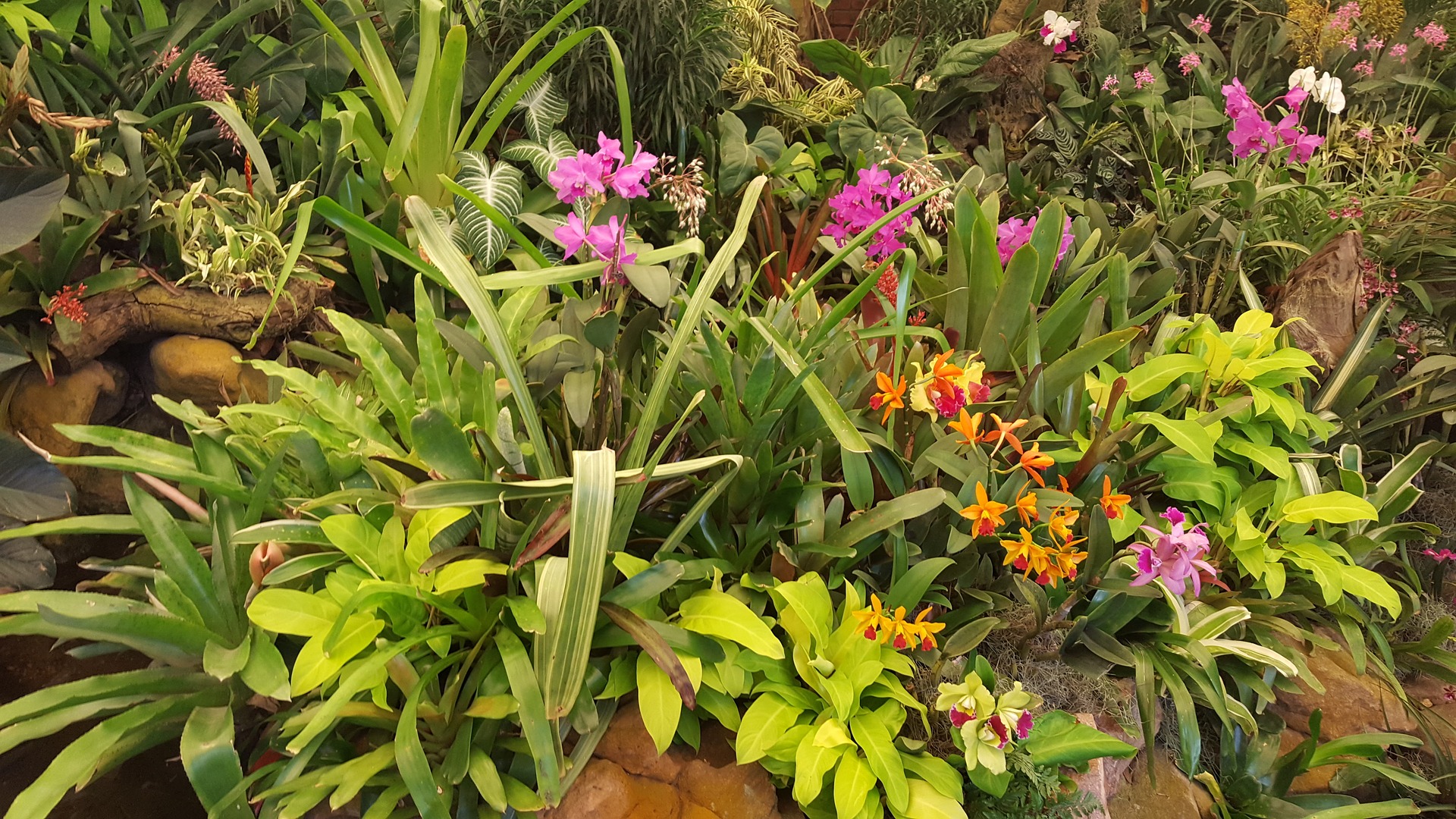 tropical garden with orchids