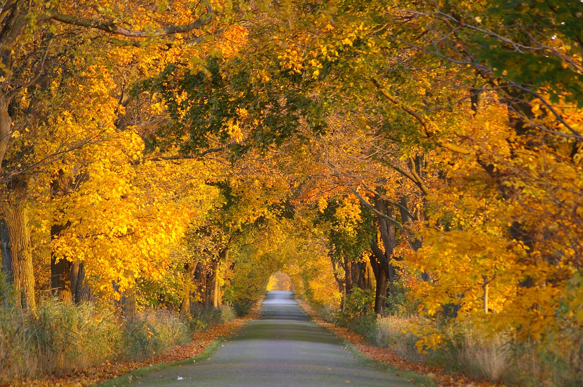 autumn trees overhanging road