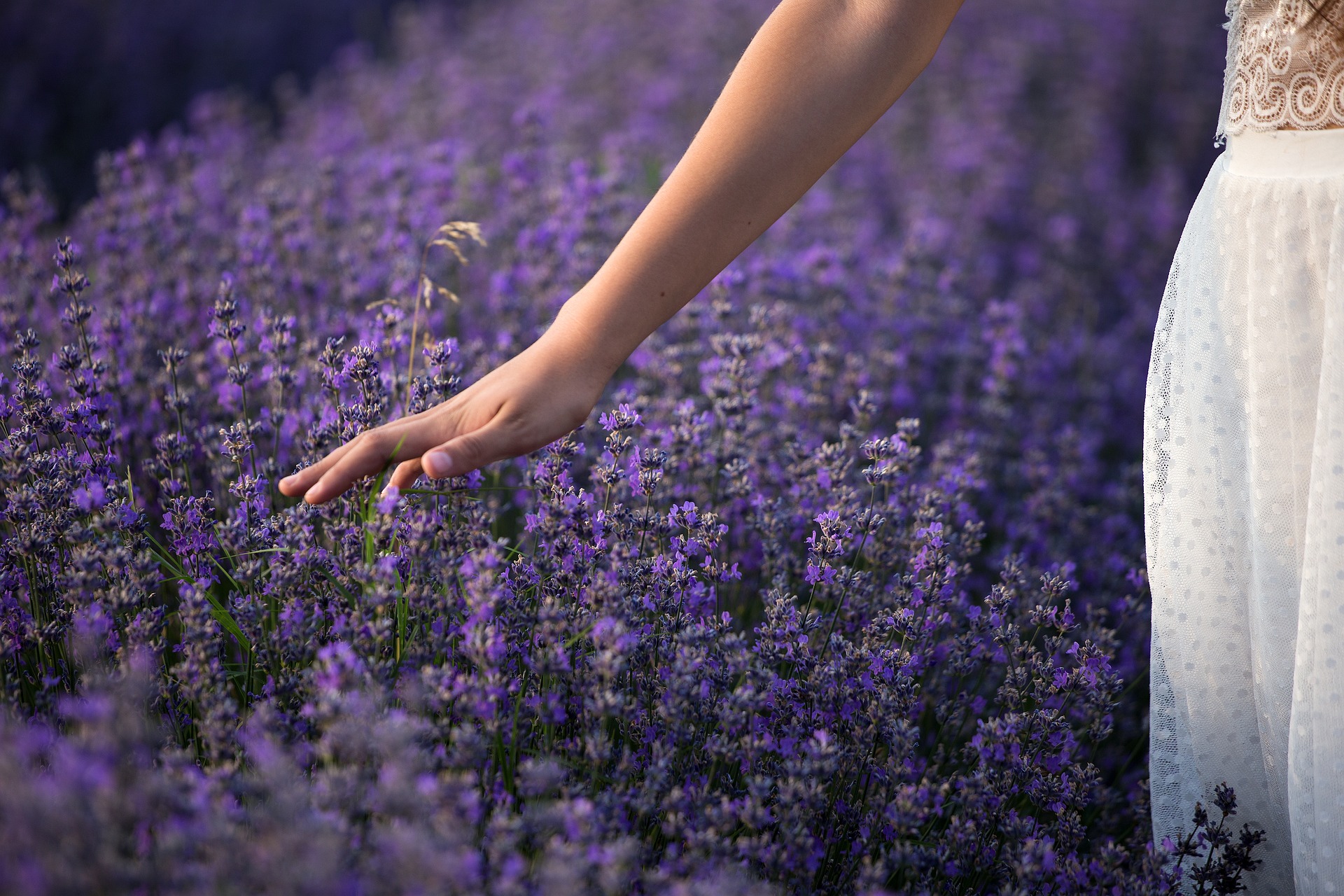 lavender sensory garden transition garden trends