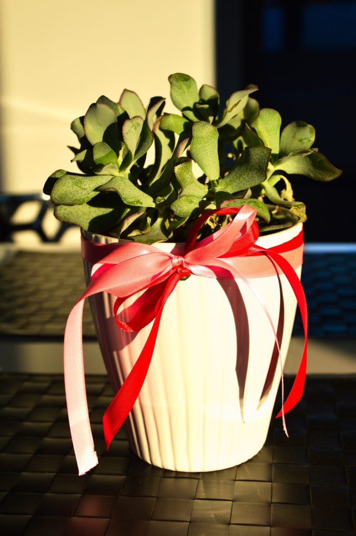 low-maintainence flower pot gift