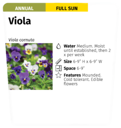 horticulture label - viola