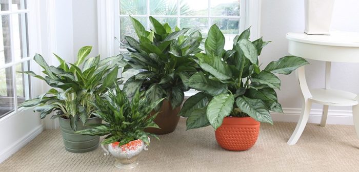 Chinese Evergreen - House plants - Gardening Trend 2020 