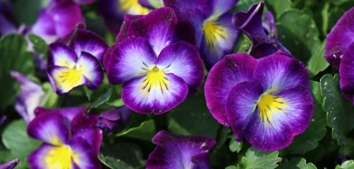 viola, pansy, winter flower, costa farms, great lakes label, label gator