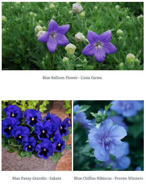 Blue Balloon Flower Costa Farms ,Blue Pansy Grandio Flower Sakata, Blue Chiffon Hibiscus Flower Proven Winners, classic blue flowers