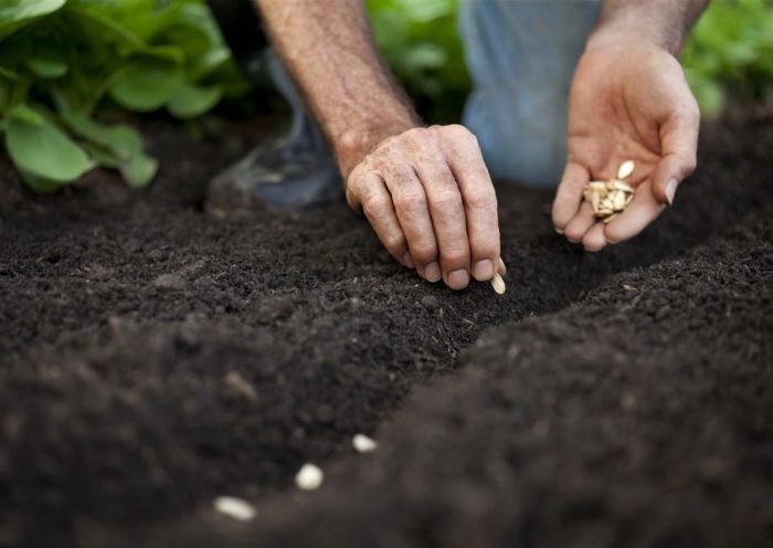 seed, transplant, hand planting, gardening
