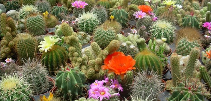 cactus, cacti, green, plants romance 