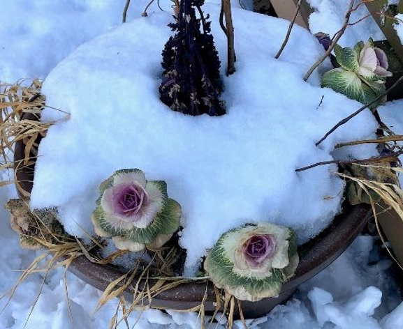 winter garden, kale cabbage