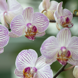 orchids, plants romance , costa farms
