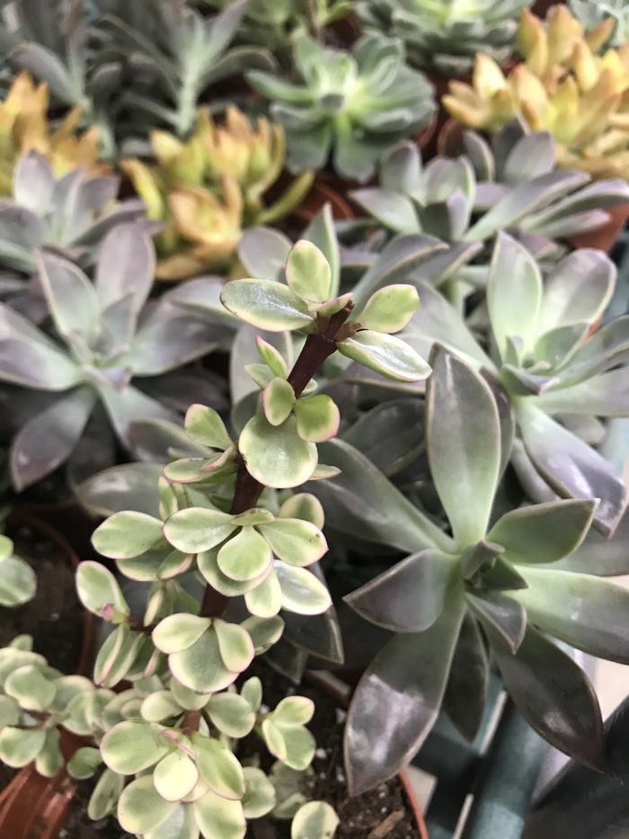Close ups of succulents in Garden Centers