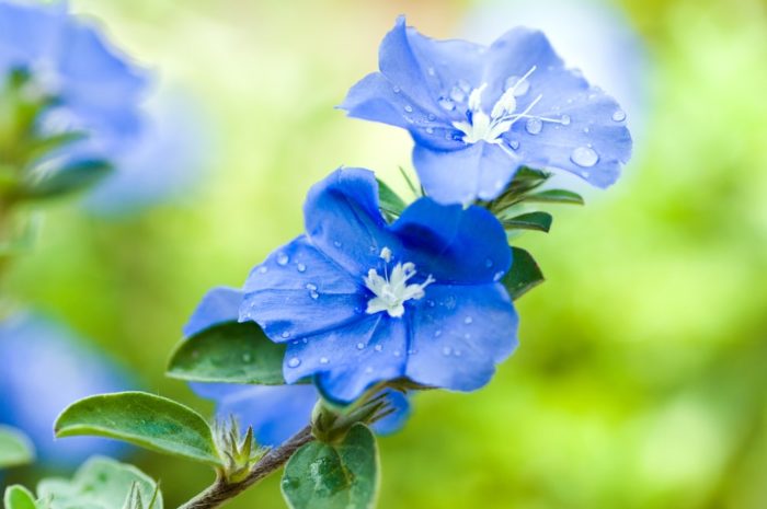 Blue flower, pure beauty farms, classic, blue, flowers 