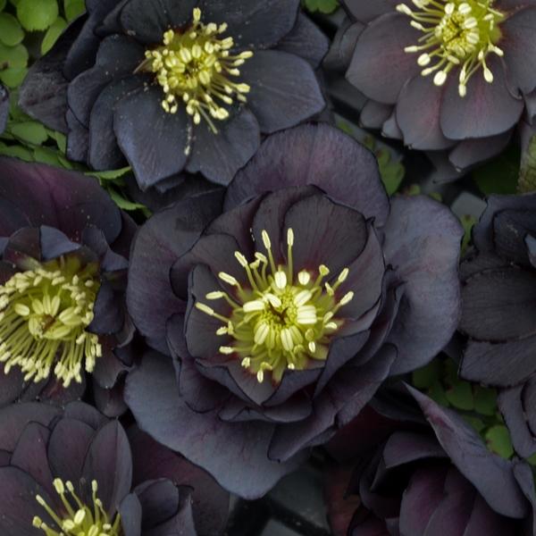 hellebores black flowers 