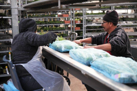 Growers and workers packaging