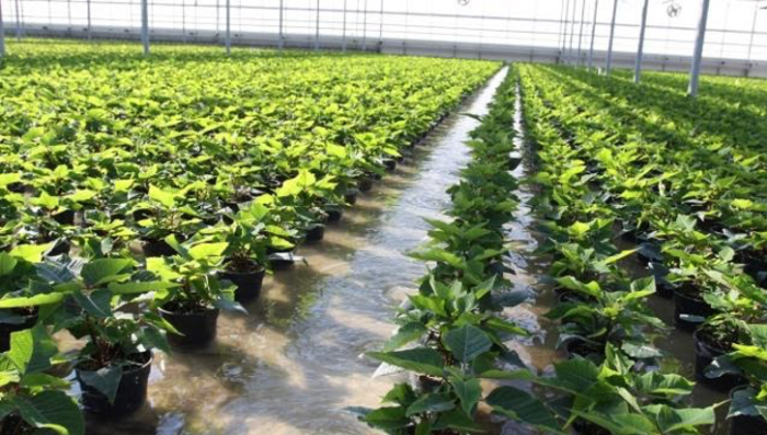 rows of plants from growers