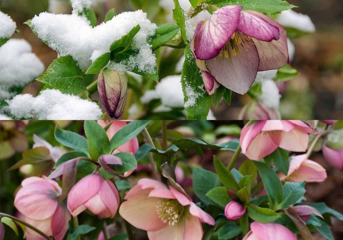 hellebores in the winter and sprint
