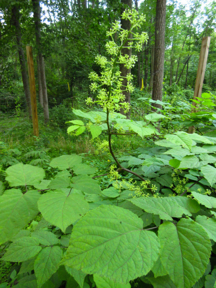 Spikenard (Nard) Designed to Soothe the Divine Label Gator