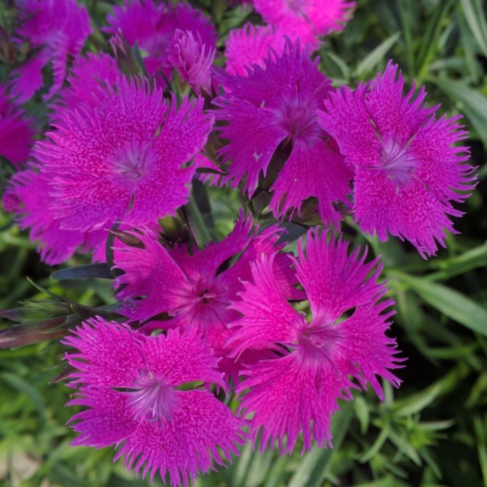 dianthus - bouquet purple

