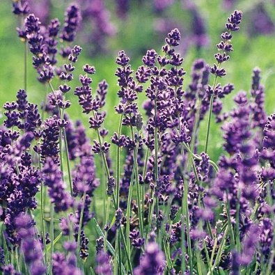 healing plants - lavendar