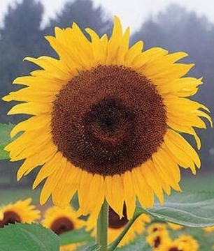 healing sunflower