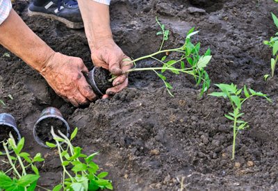 vegetable garden and soil