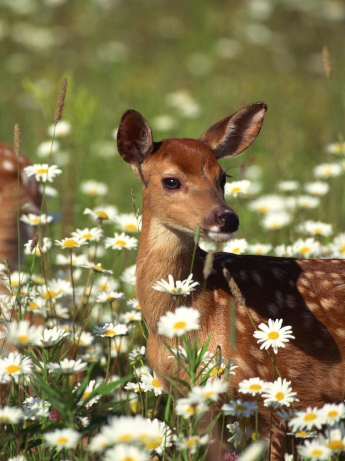 deer in flowers