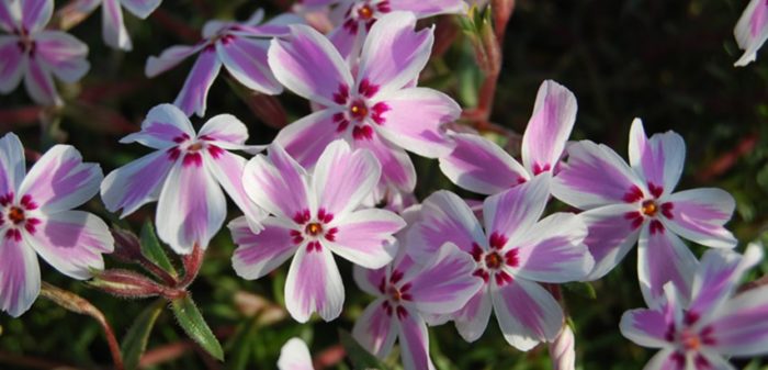 creeping phlox photo by Costa Farms. Pink and white flowers