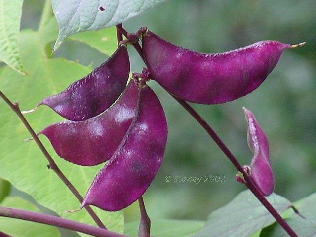 Purple Hyacinth Bean 