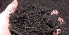 soil to use in your container 