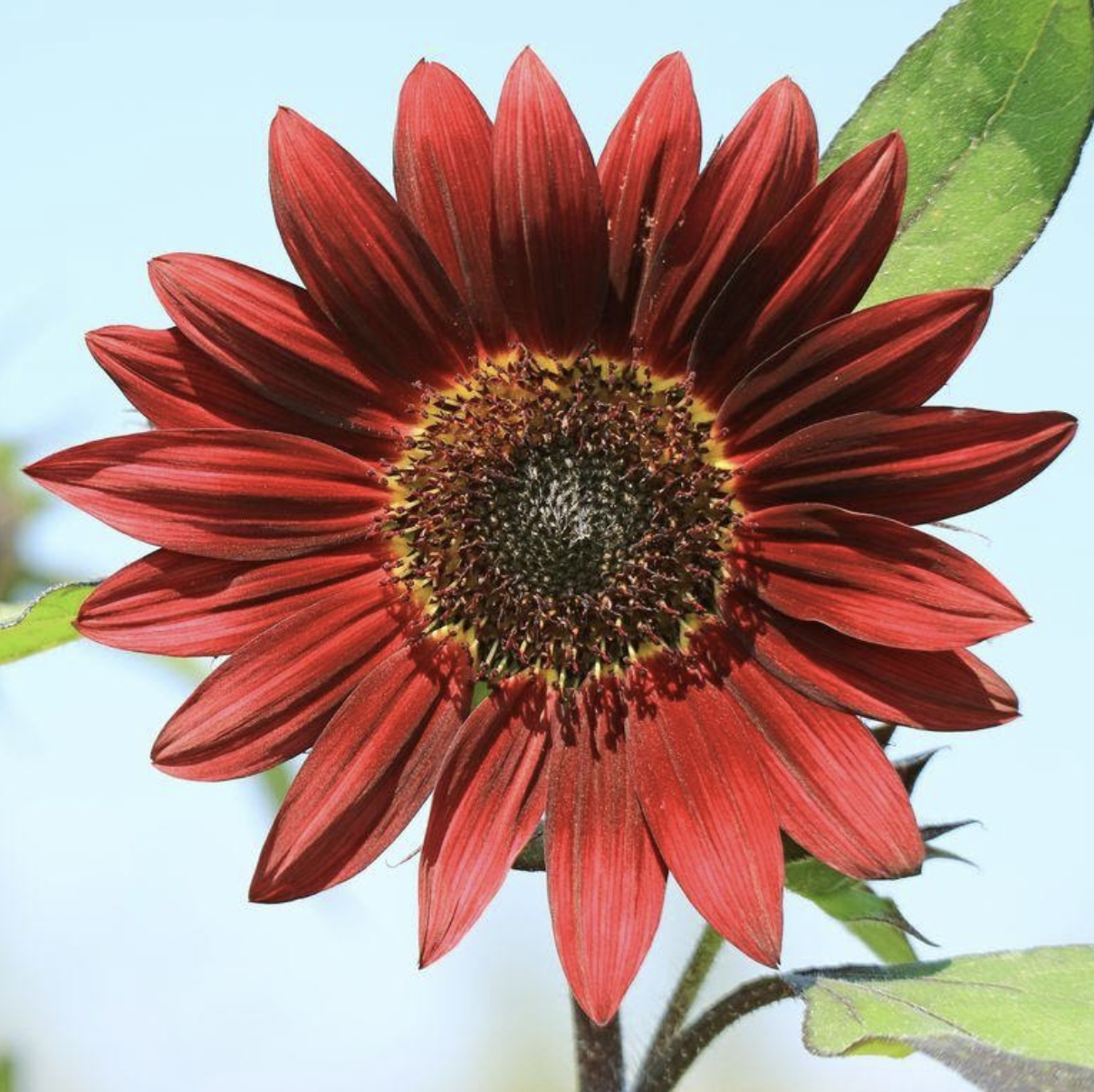 red sunflower 