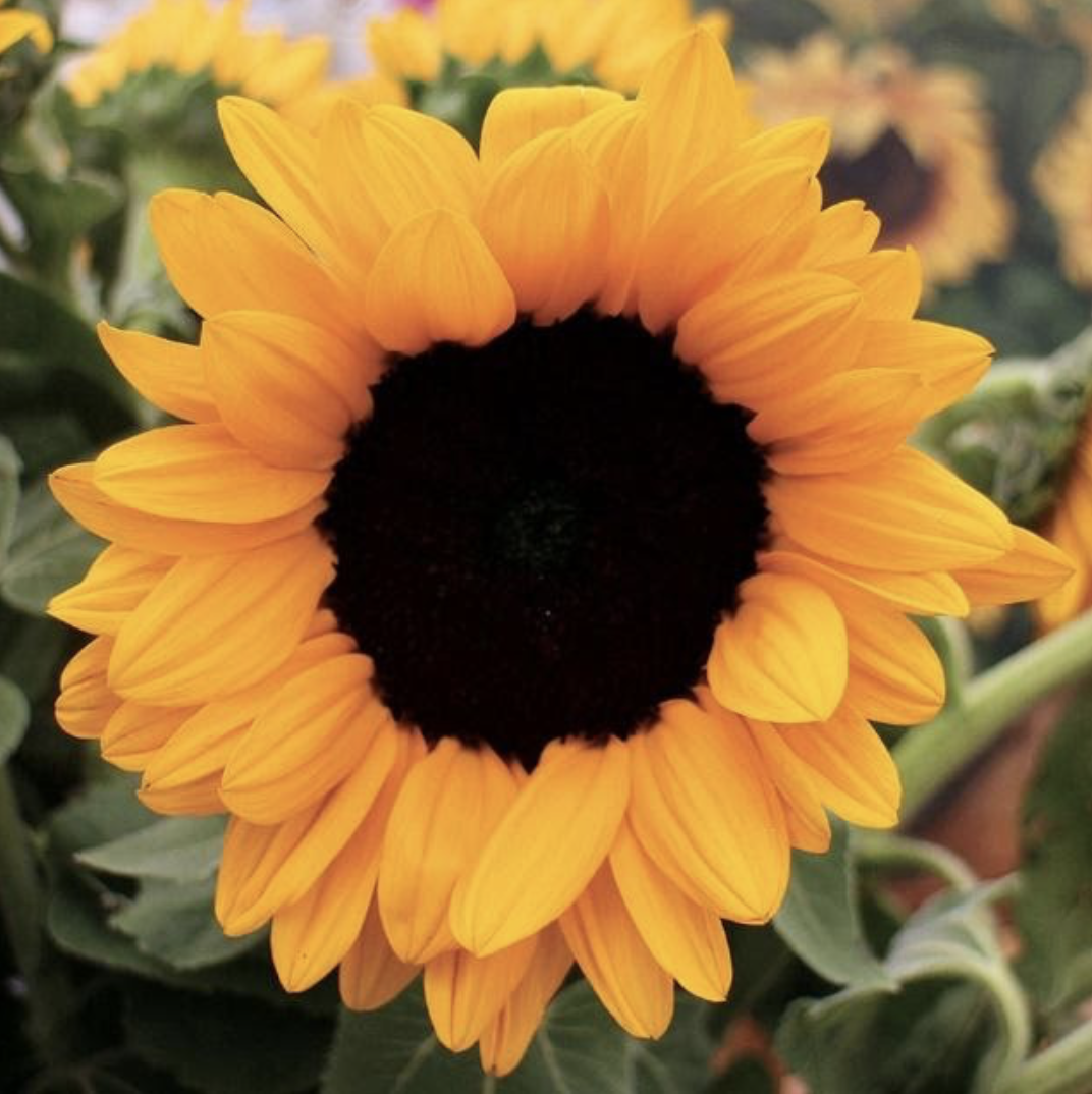the sunflower - yellow 