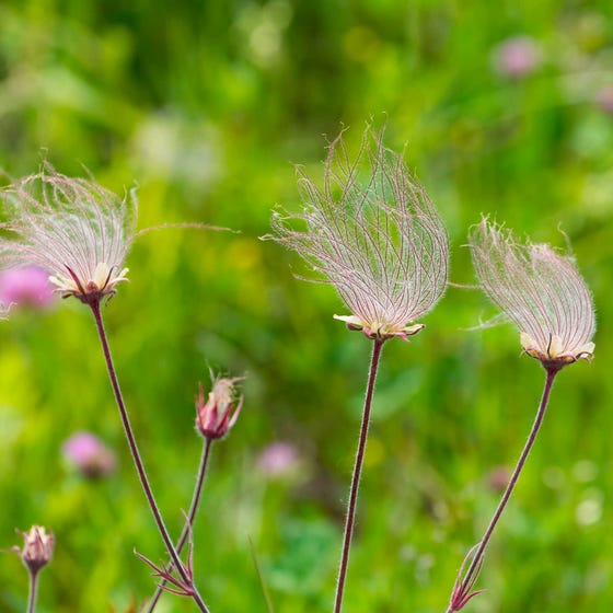 Geum - Prairie Smoke flower