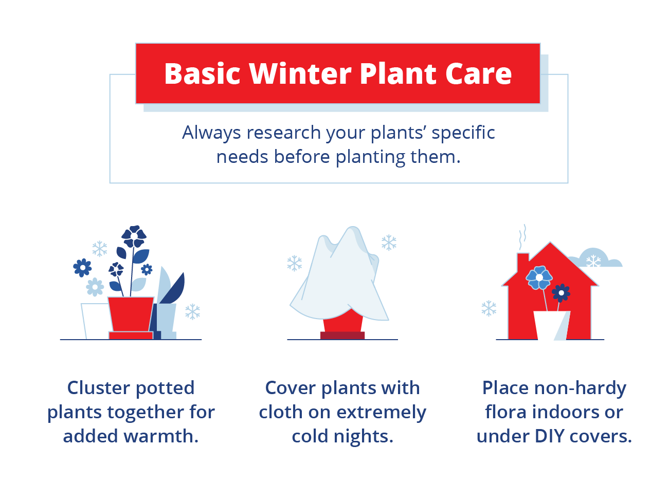 basic plant care to survive winter