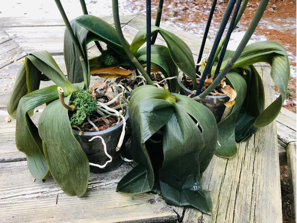 orchid wilting from danger and damage of the cold