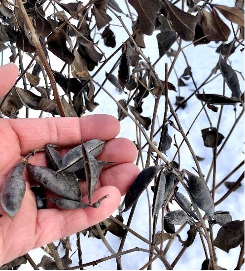 Seed pods from Baptisia